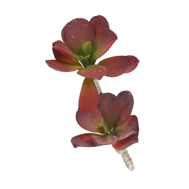 Branche SUCCULENT CACTUS Marron - 35cm