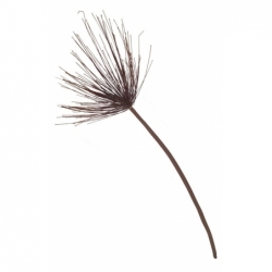 Cyperus rouge